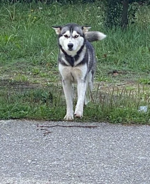 AIKA Siberyan Husky favolosa cerca fiaba 2 anni | Foto 0