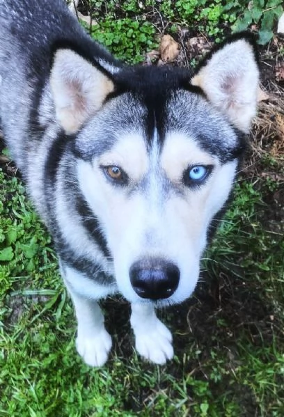 AIKA Siberyan Husky favolosa cerca fiaba 2 anni