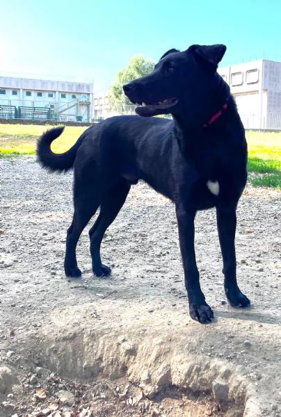 Torino TOMMY cucciolone mix P Tedesco di velluto nero | Foto 4