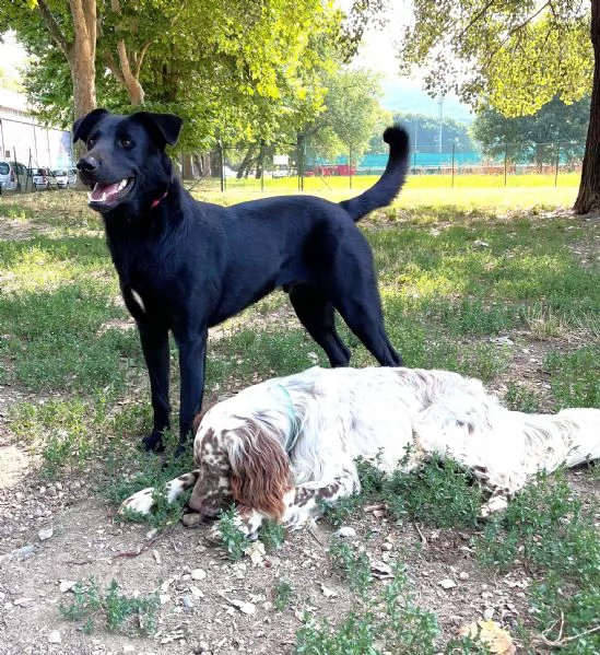 Torino TOMMY cucciolone mix P Tedesco di velluto nero | Foto 3