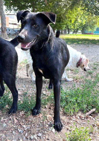 Torino TOMMY cucciolone mix P Tedesco di velluto nero | Foto 2