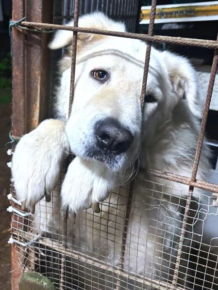 ZACK giovane PMA unico leggere e guardare per credere