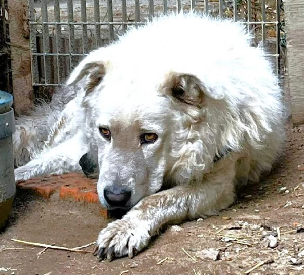 ZACK giovane PMA unico leggere e guardare per credere | Foto 6