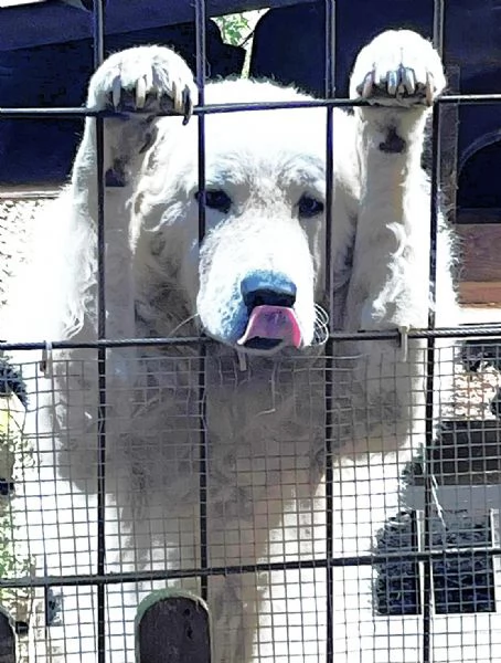 ZACK giovane PMA unico leggere e guardare per credere | Foto 5