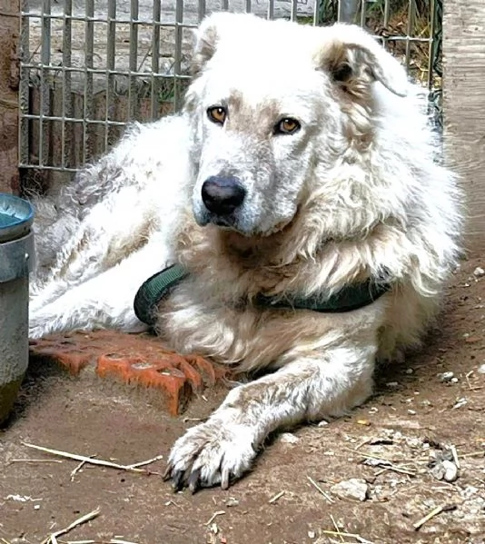 ZACK giovane PMA unico leggere e guardare per credere | Foto 3