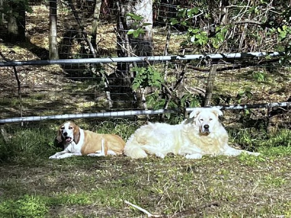 ZACK giovane PMA unico leggere e guardare per credere | Foto 2