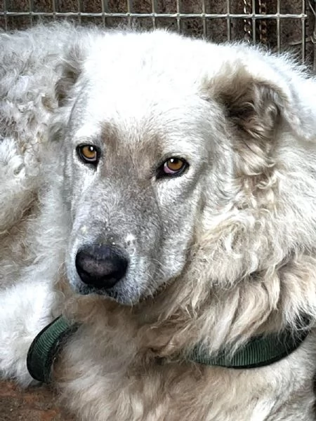 ZACK giovane PMA unico leggere e guardare per credere | Foto 1