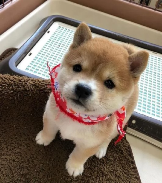 regalo due cuccioli di shiba inu per ladozione