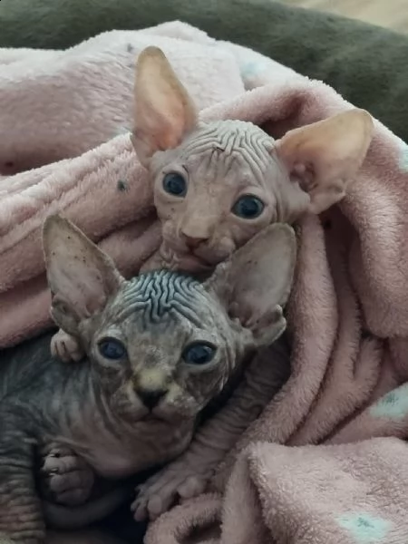 cuccioli canadian sphynx  | Foto 1