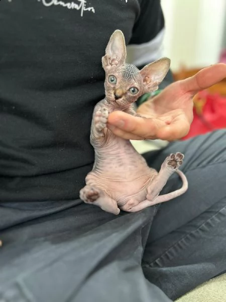 cuccioli canadian sphynx  | Foto 0