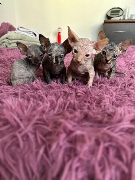 cuccioli canadian sphynx 