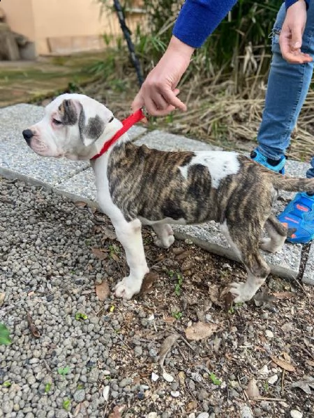 incrocio amstaff e perro da presa | Foto 3