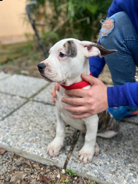incrocio amstaff e perro da presa | Foto 2