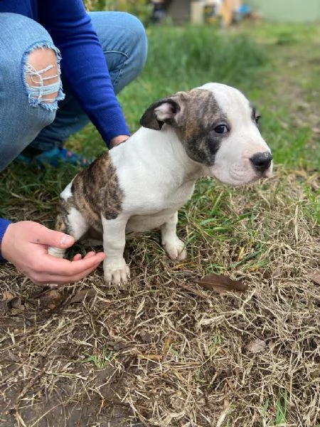 incrocio amstaff e perro da presa | Foto 1