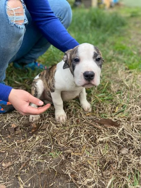 incrocio amstaff e perro da presa | Foto 0