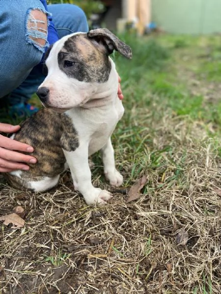 incrocio amstaff e perro da presa