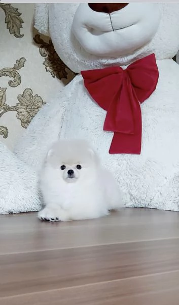 volpino di pomerania,con pedrigri,vaccino,chip | Foto 1