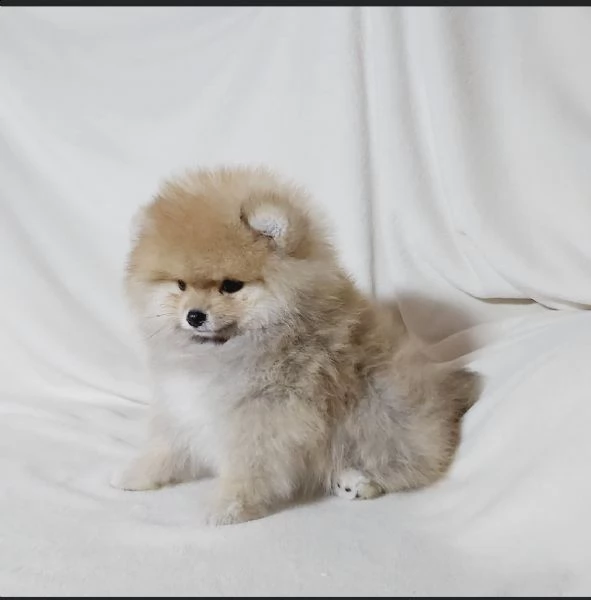 volpino di pomerania,con pedrigri,vaccino,chip | Foto 0