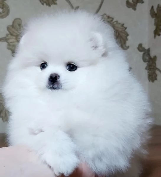 volpino di pomerania,con pedrigri,vaccino,chip