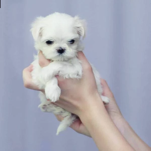 bianchissimi cucciolini maltese | Foto 0