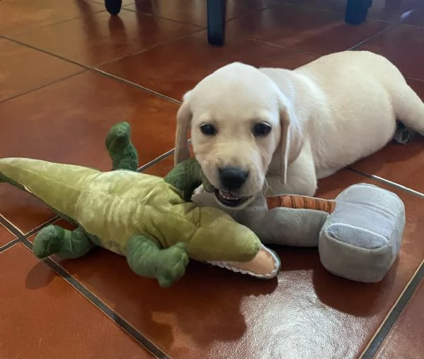  cuccioli di labrador  | Foto 1