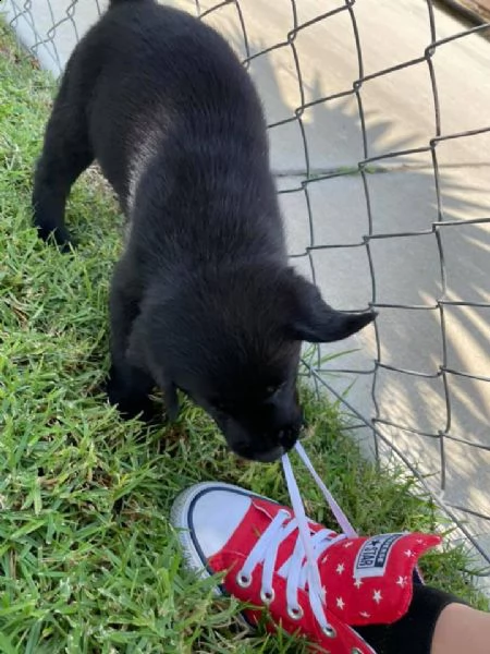  cuccioli di labrador  | Foto 0