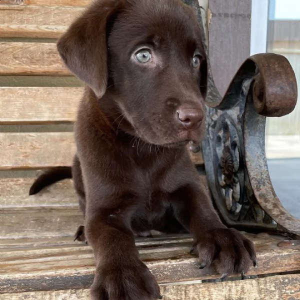  cuccioli di labrador 