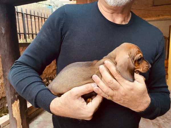 cuccioli bassotto tedesco pelo corto arlecchino