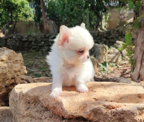 cuccioli di chihuahua con pedigree  | Foto 3