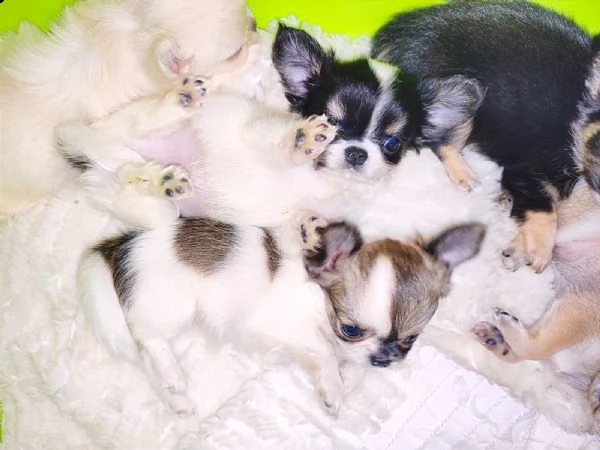cuccioli di chihuahua con pedigree 