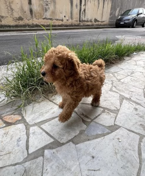 2regalo barboncino | Foto 0