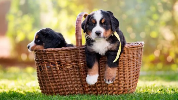 cuccioli di montagna bernese