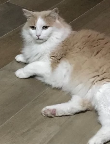 regalo gattino maschio sterilizzato affettuoso e dolce. | Foto 0