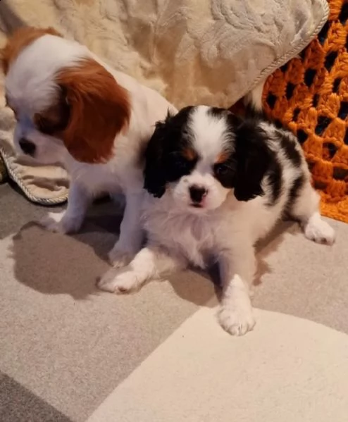 cuccioli di cavalier king charles spaniel | Foto 0