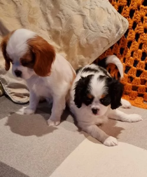 cuccioli di cavalier king charles spaniel