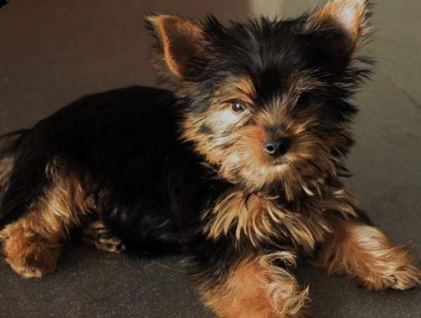 cuccioli di yorkie in adozione