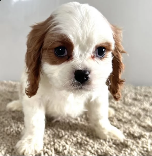 molto bella e pura razza cuccioli di cavalier king per regalo  | Foto 2