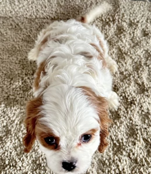 molto bella e pura razza cuccioli di cavalier king per regalo  | Foto 1