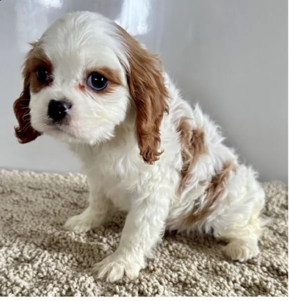 molto bella e pura razza cuccioli di cavalier king per regalo  | Foto 0