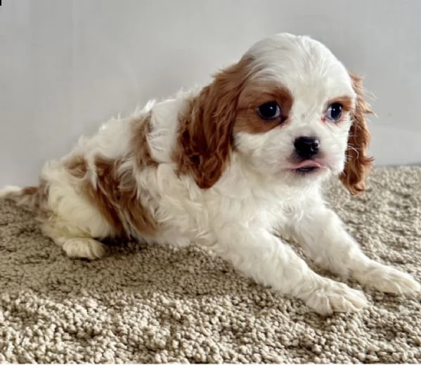 molto bella e pura razza cuccioli di cavalier king per regalo 