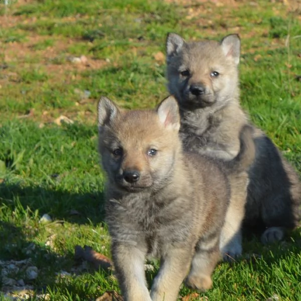 cuccioli cane lupo cecoslovacco  | Foto 6