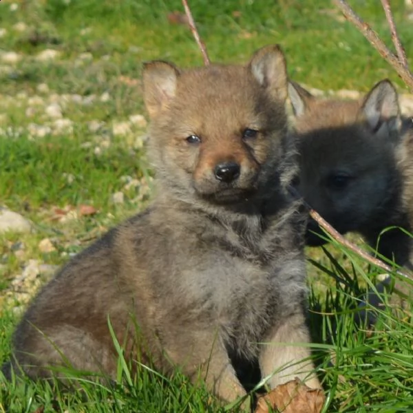 cuccioli cane lupo cecoslovacco  | Foto 4