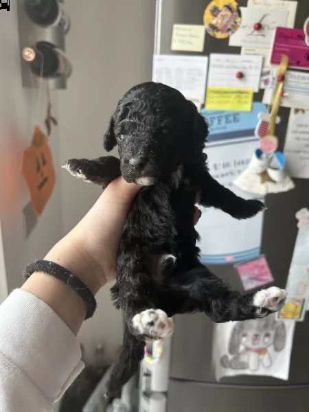 cuccioli di barboncino black | Foto 3