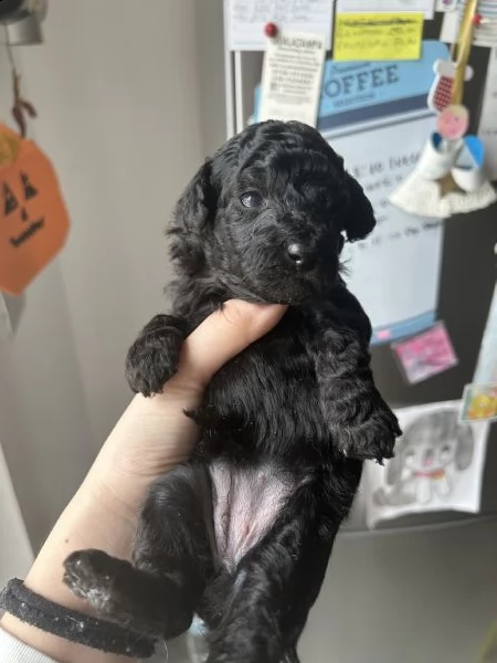 cuccioli di barboncino black