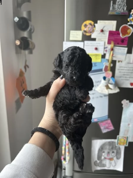 cuccioli di barboncino black | Foto 1