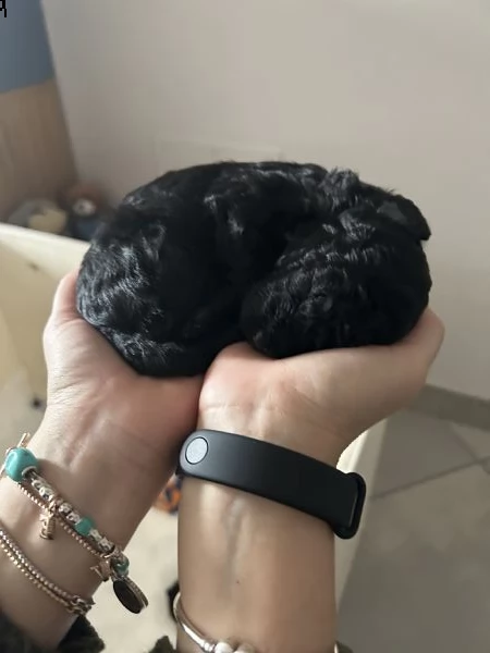 cuccioli di barboncino black | Foto 0