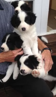 cuccioli di border collie pronti per l'adozione