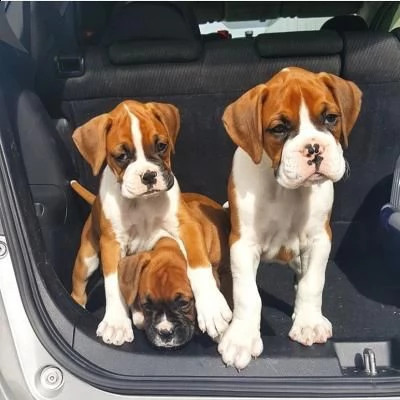 cuccioli di boxer in adozione