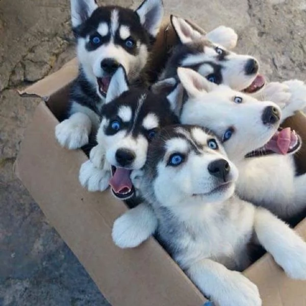 regalo cuccioli di husky siberiano  maschi e femmina.  