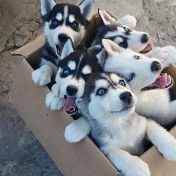 regalo cuccioli di husky siberiano  maschi e femmina  